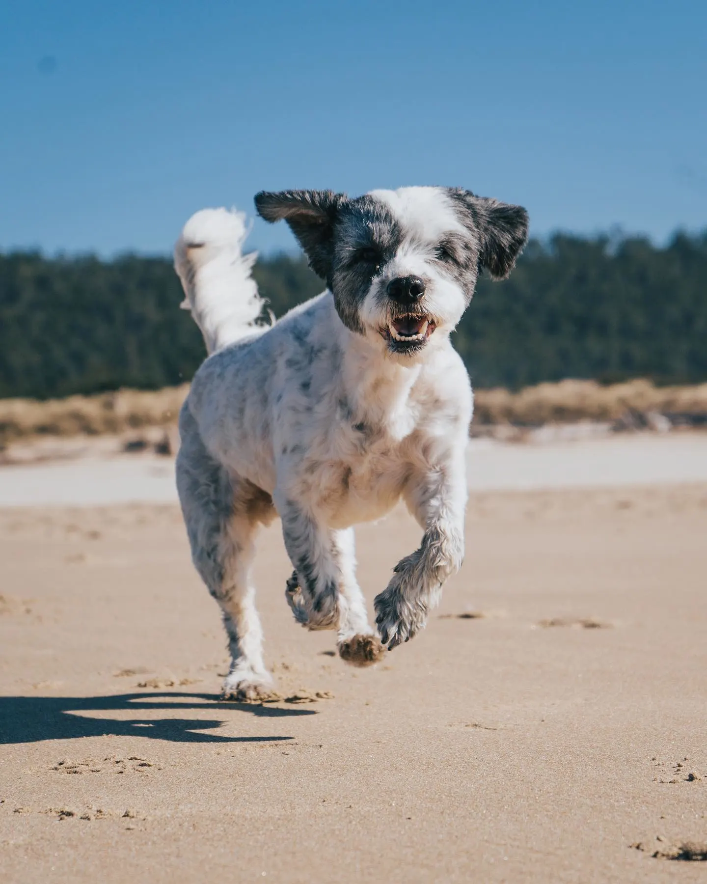 Shih Mo dog running on the beach