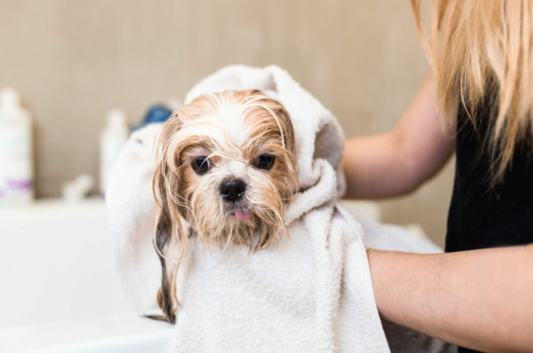 8 Best Shampoos For Shih Tzu Dogs And A Buyer's Guide