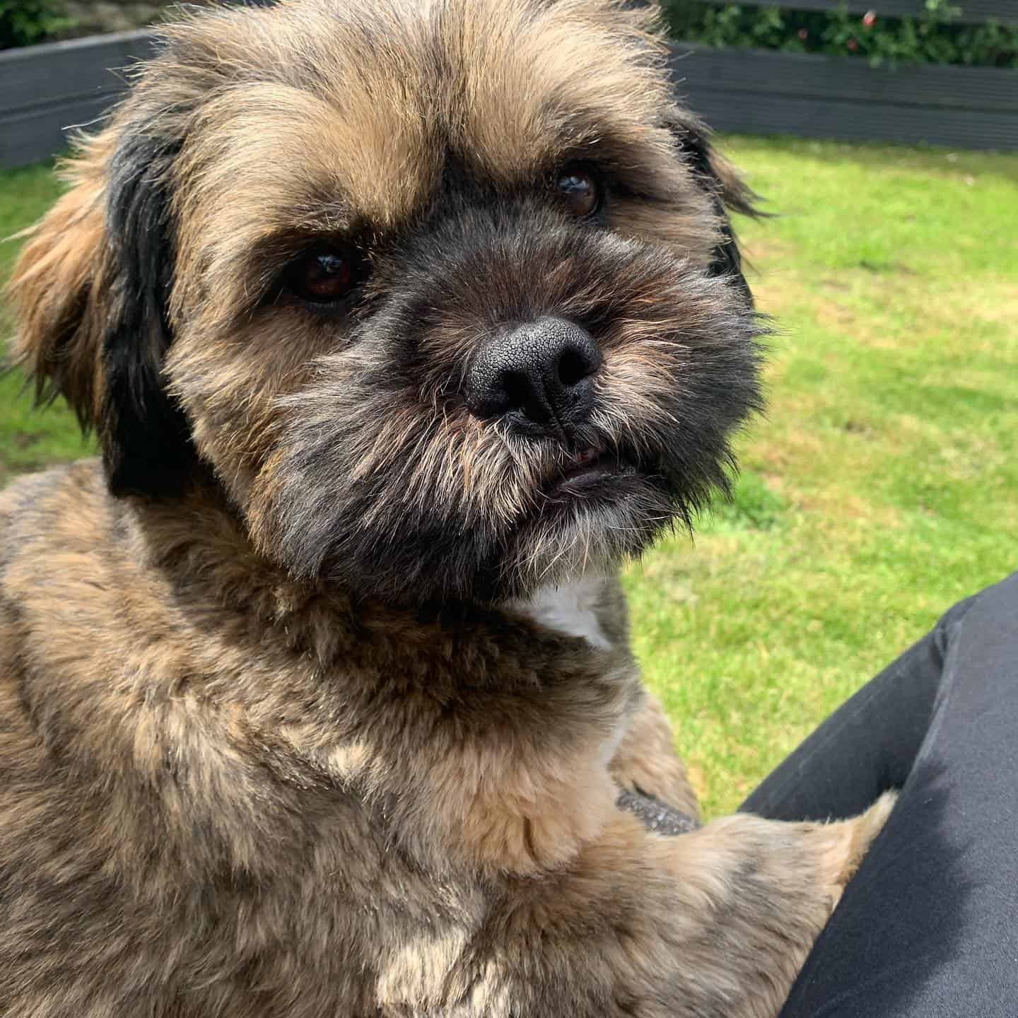 Shihweiler dog standing outdoor