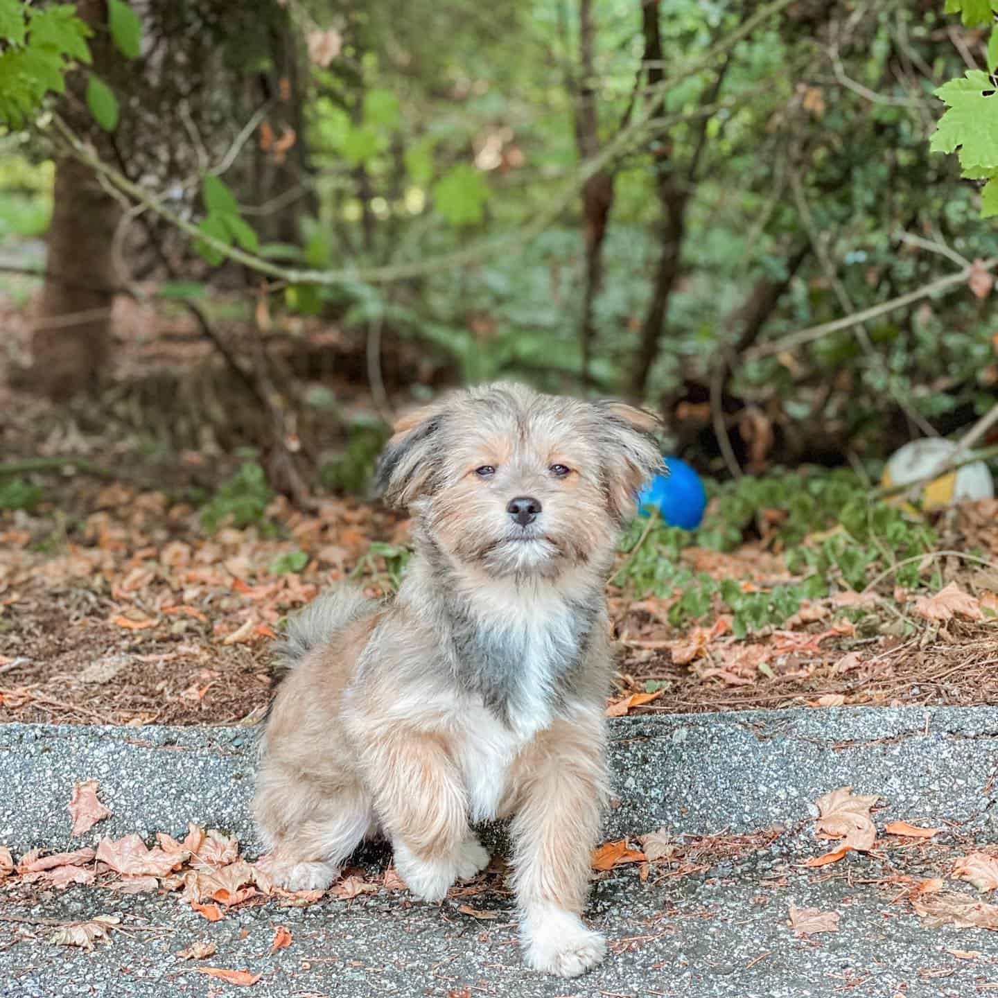 Shiranian dog in nature