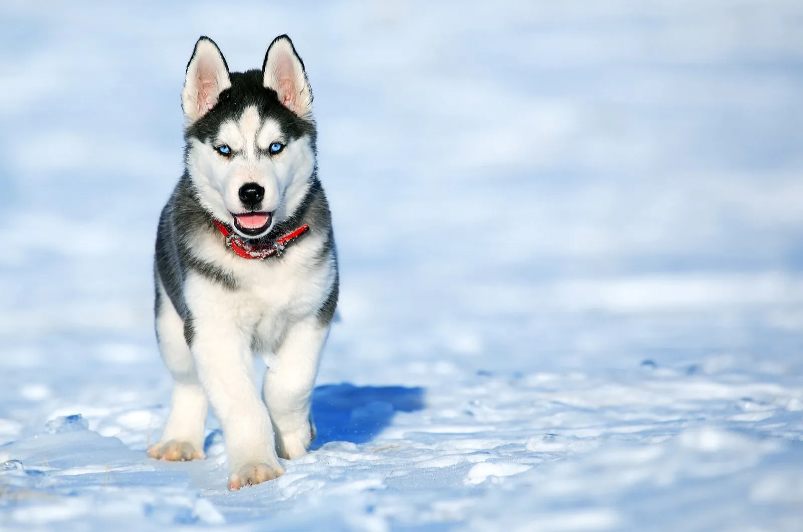 Siberian Huskies puppy set in the snow