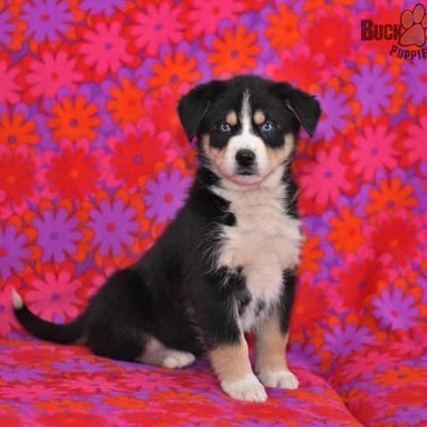 Siberian Husky Bernese Mountain Dog Mix