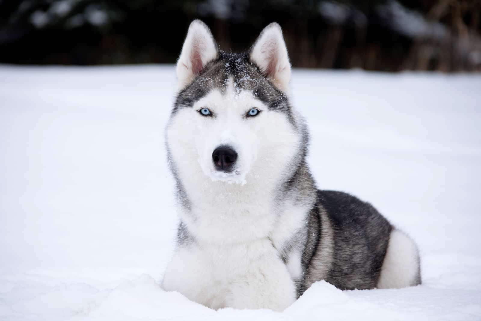 Siberian Husky lies in the snow