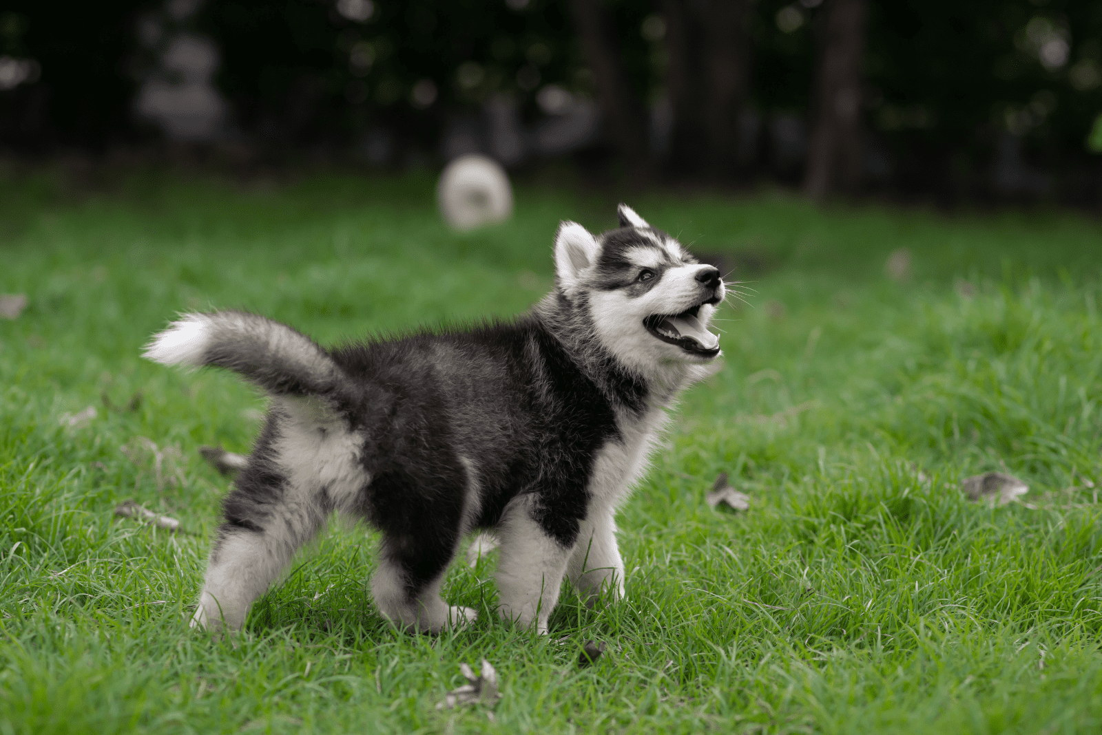 Siberian Husky puppy runs in the field
