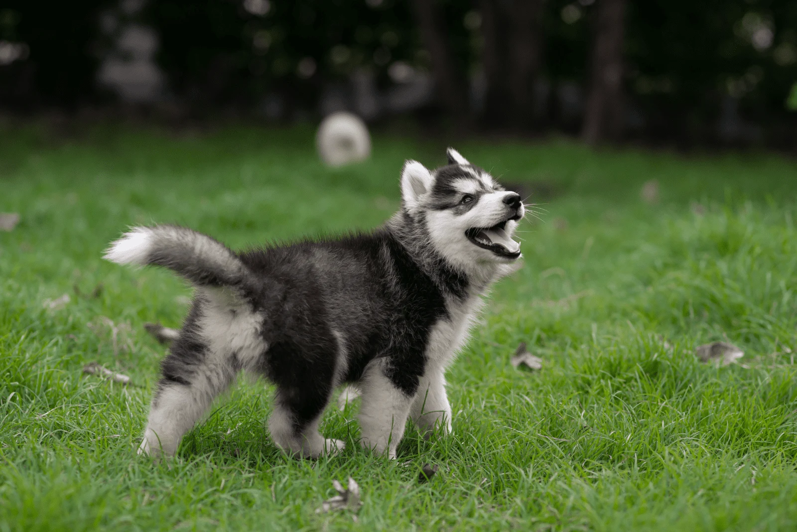 Siberian Husky puppy runs in the field