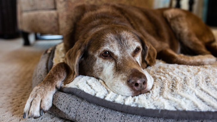 7 Signs Your Dog With Diabetes Is Dying