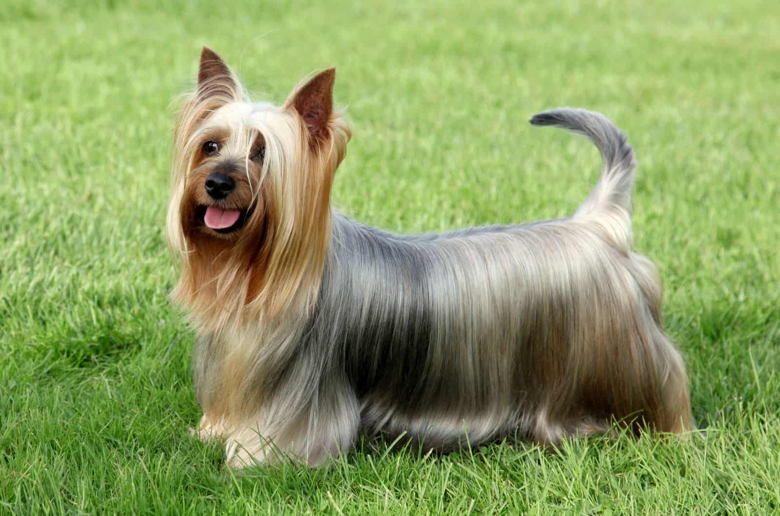 Silky Terrier