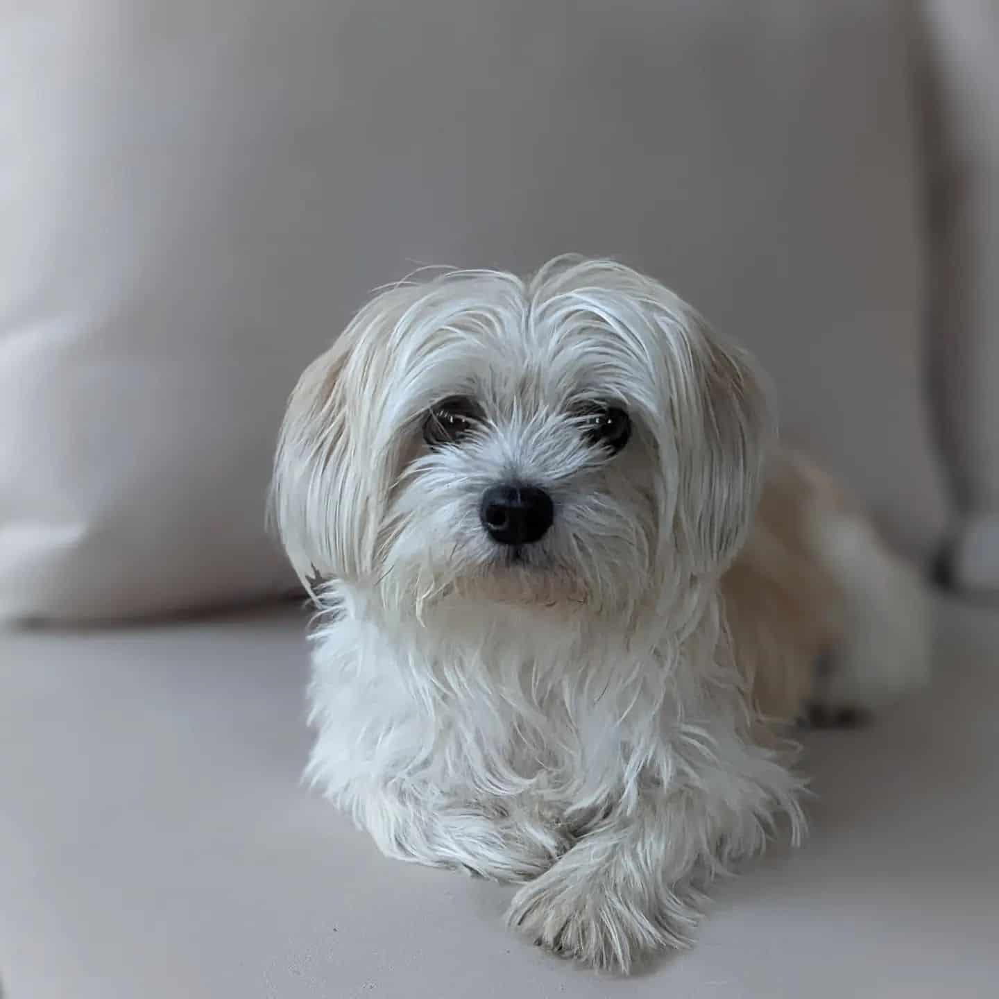 Silky Tzu laying on the couch