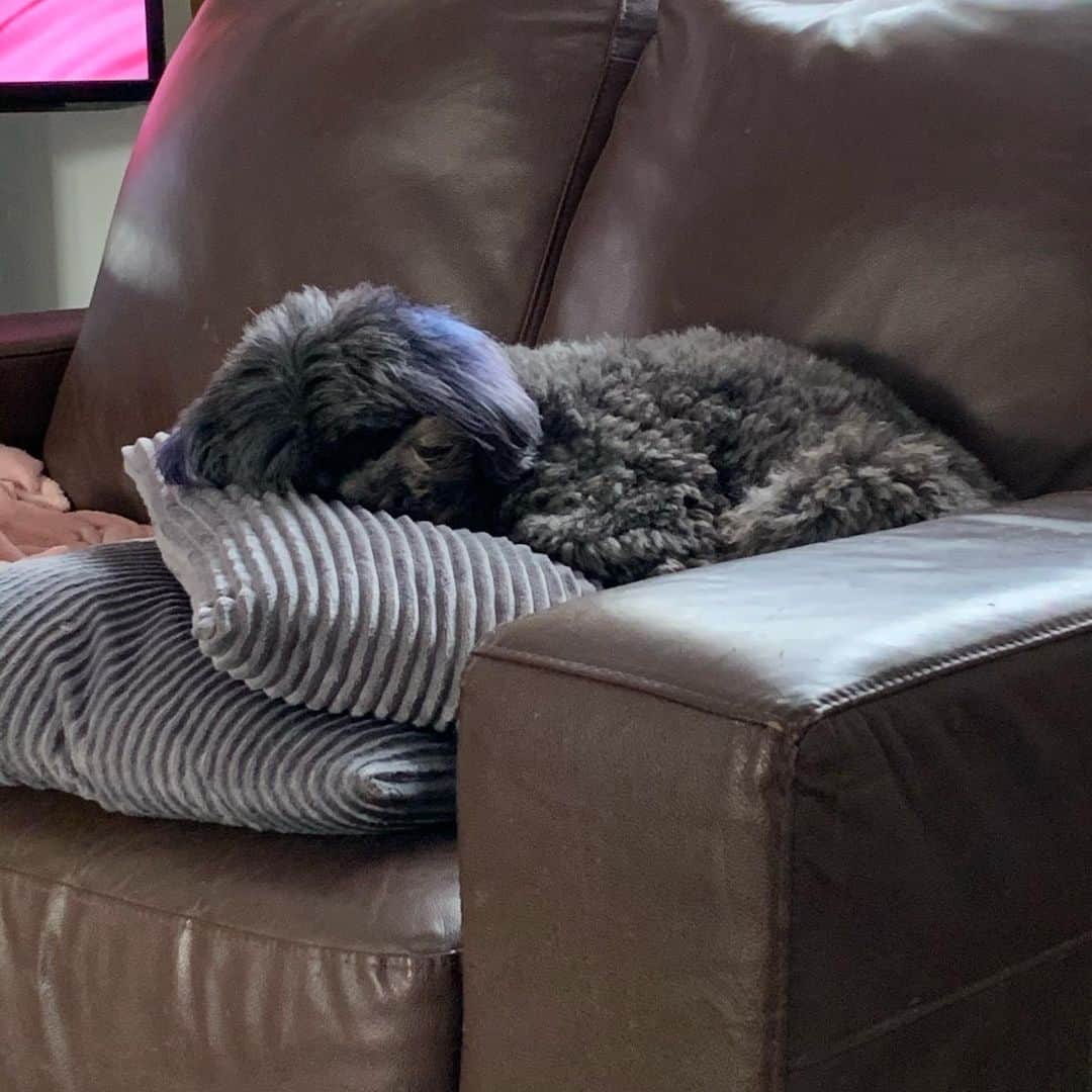 Silver Lhasa Apsos sleeping on the couch