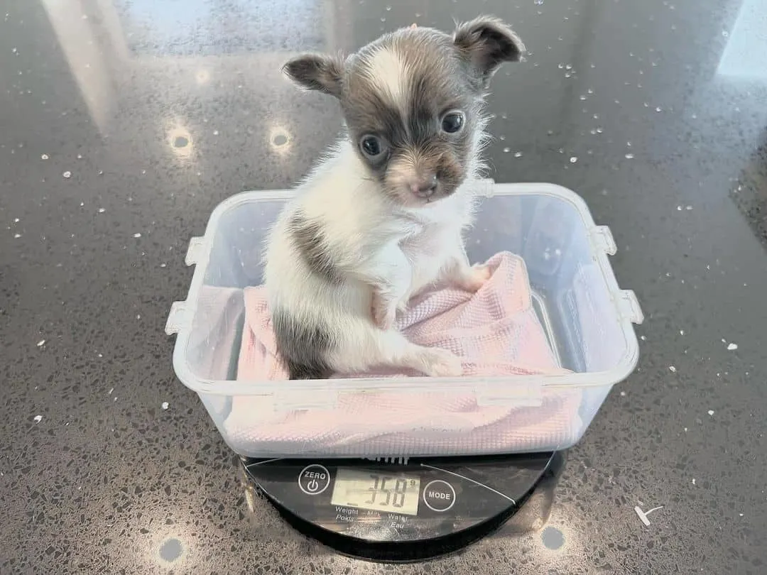 Silver White Chihuahua sitting in a plastic bowl