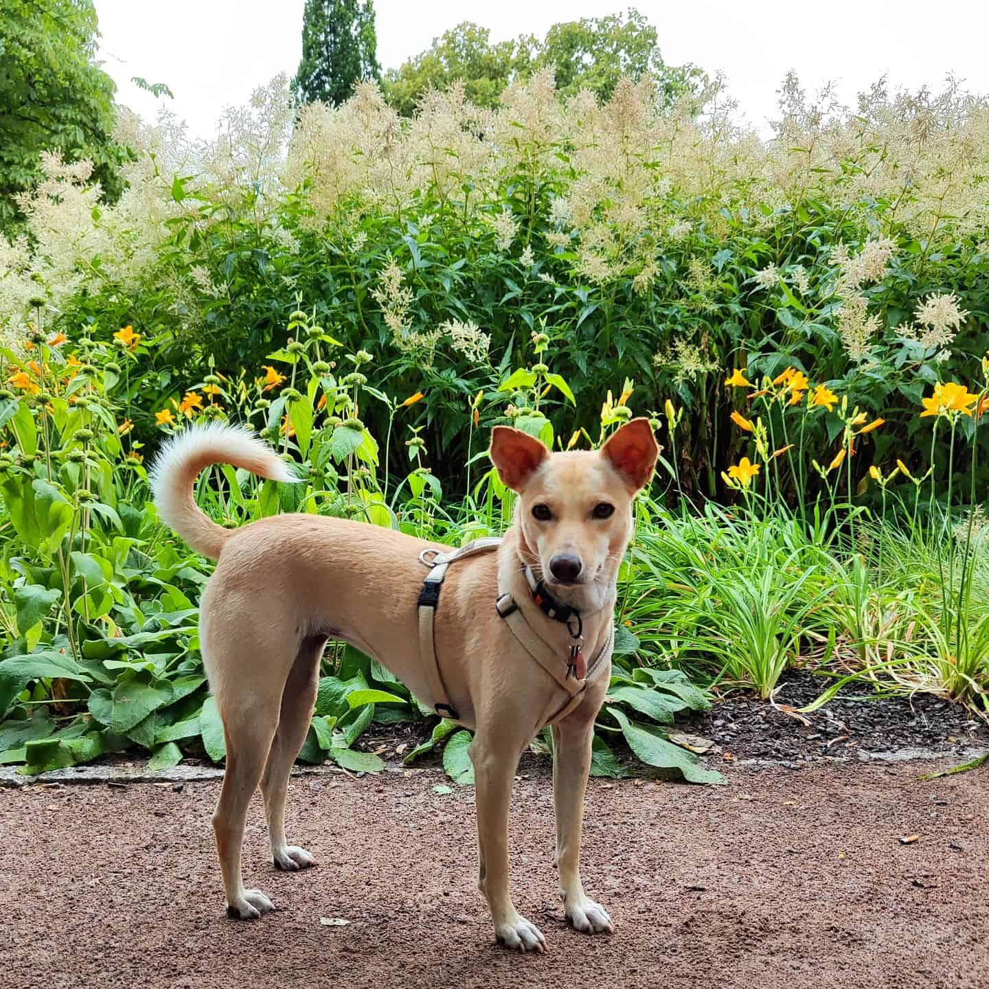 Sinhala Hound in the yard