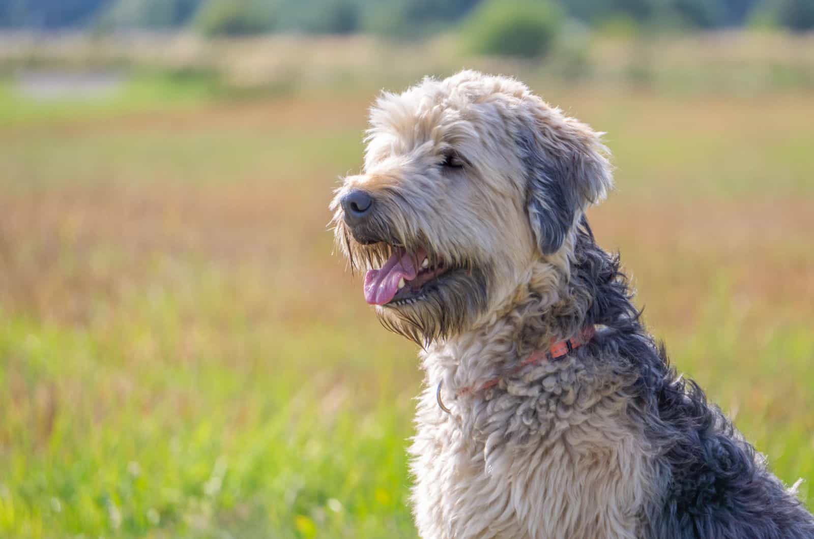 Soft Coated Wheaten Terrier