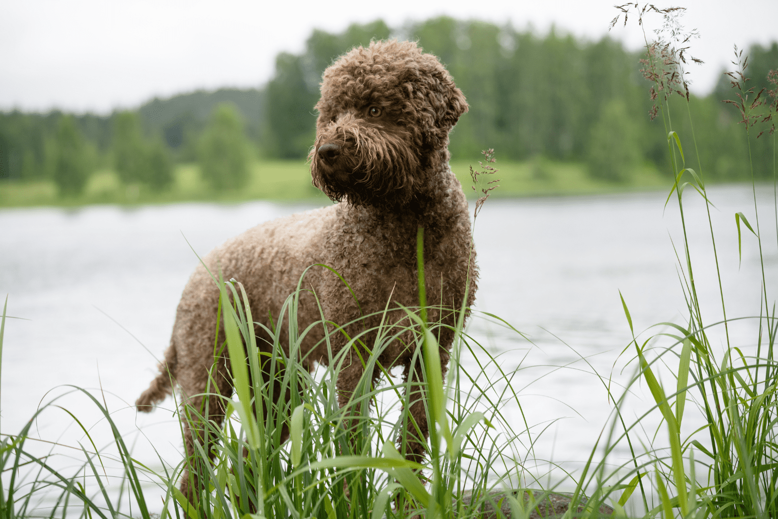 Solid Brown Lagotto Romagnolo stands next to the lake