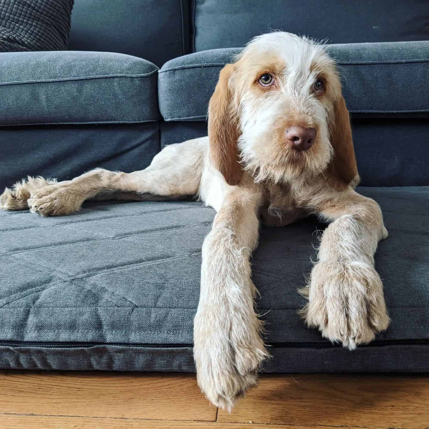 Spinone Italiano dog laying on the couch