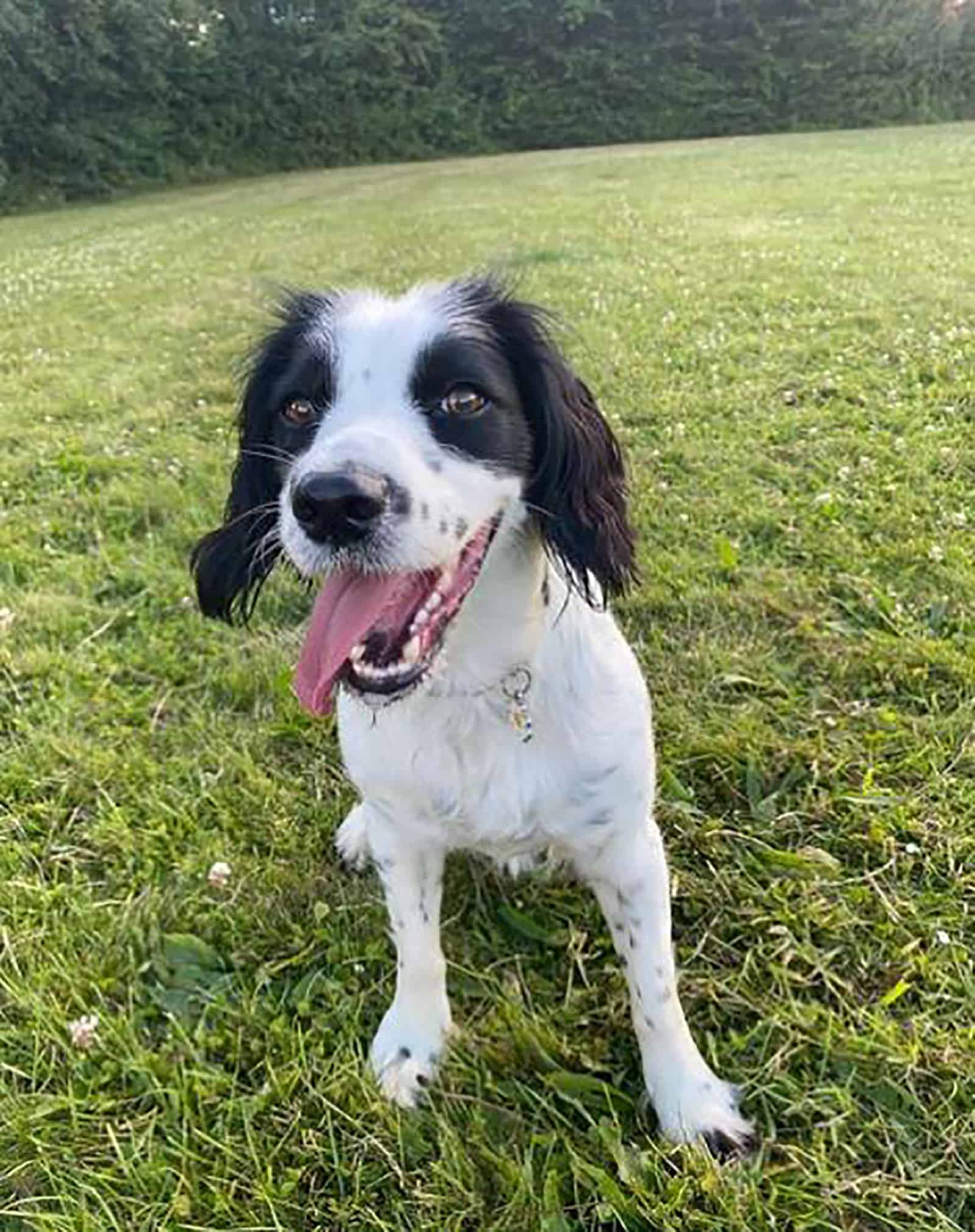 sprocker spaniel