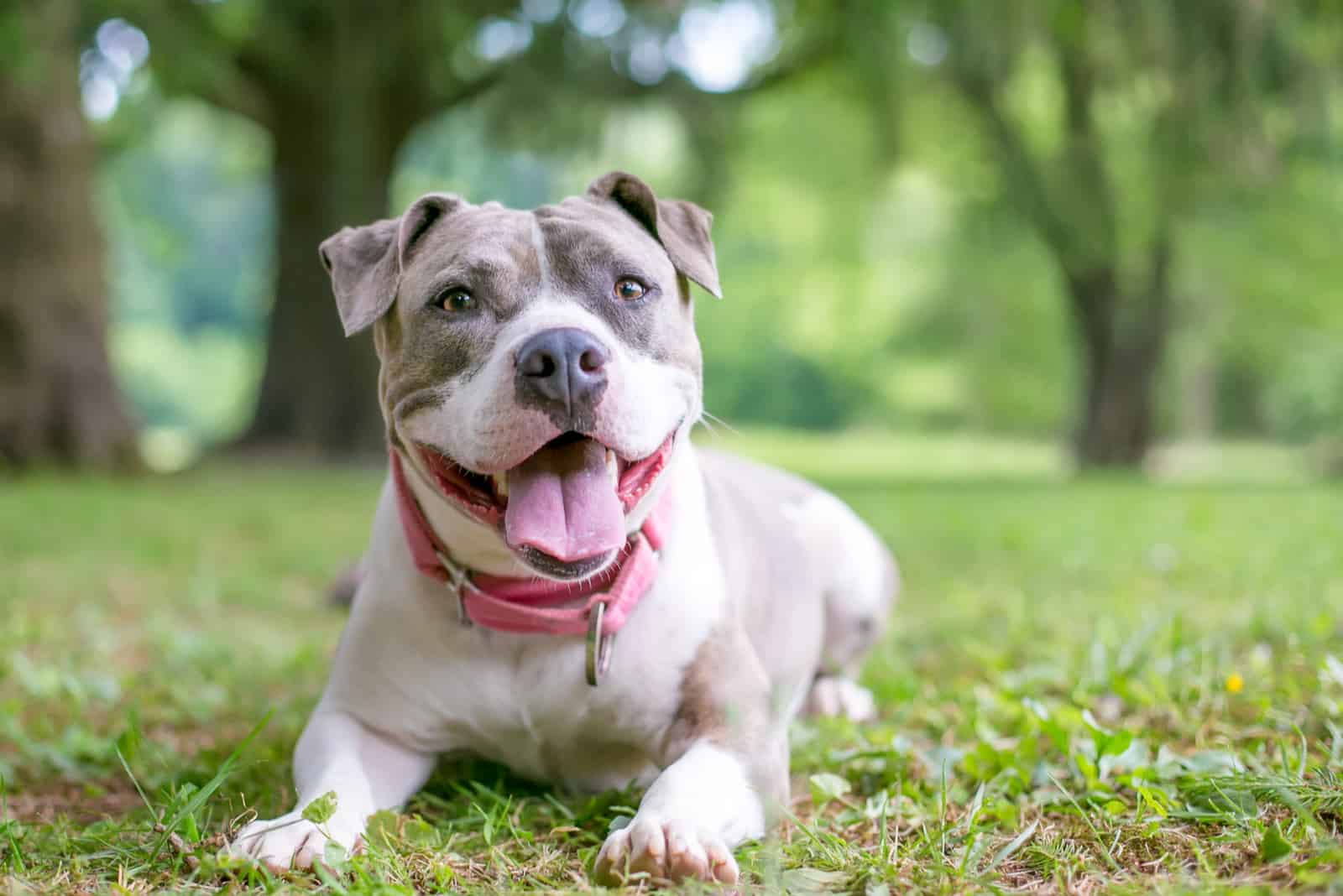 Staffordshire Bull Terrier lying on the grass