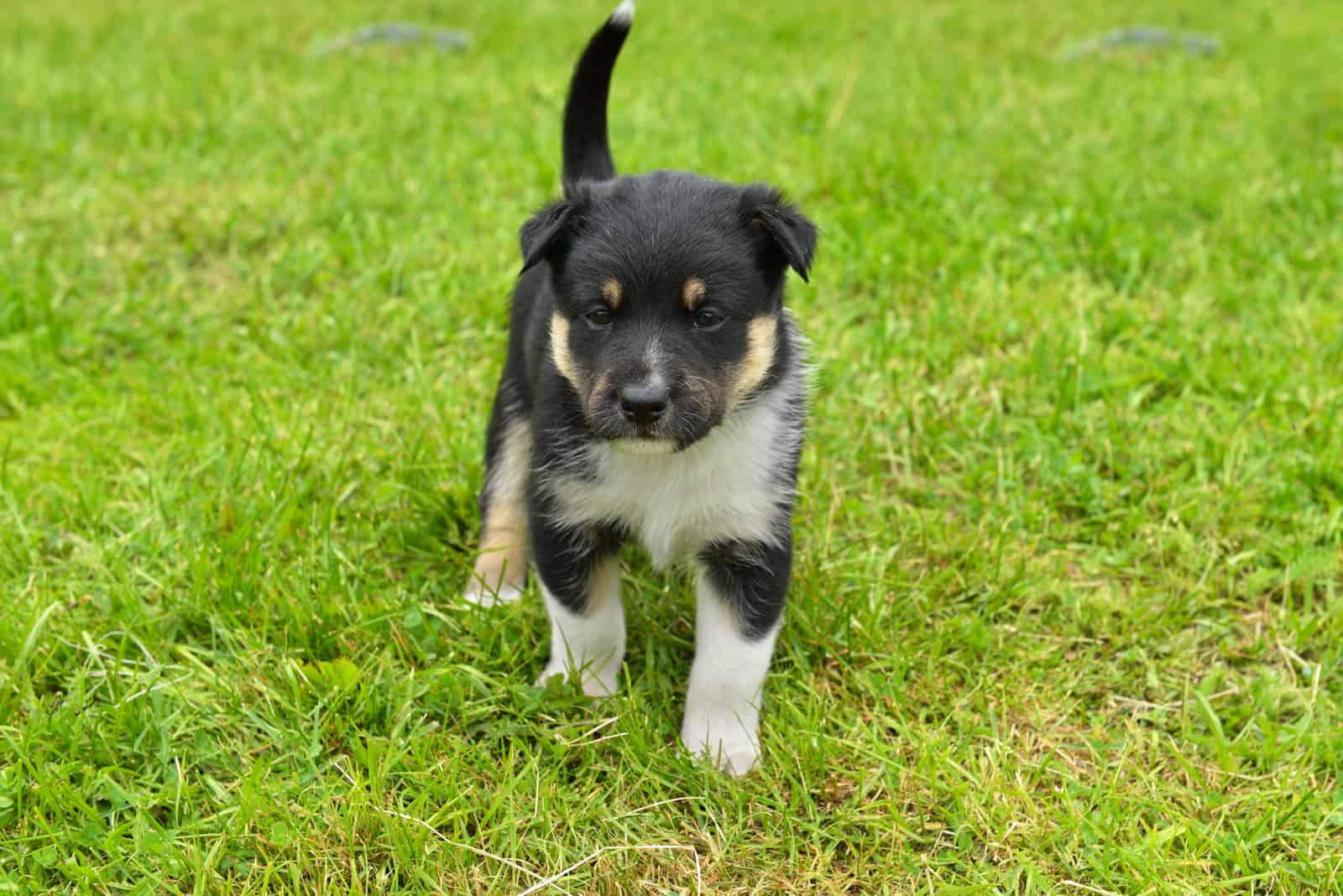 Swedish Lapphund puppy