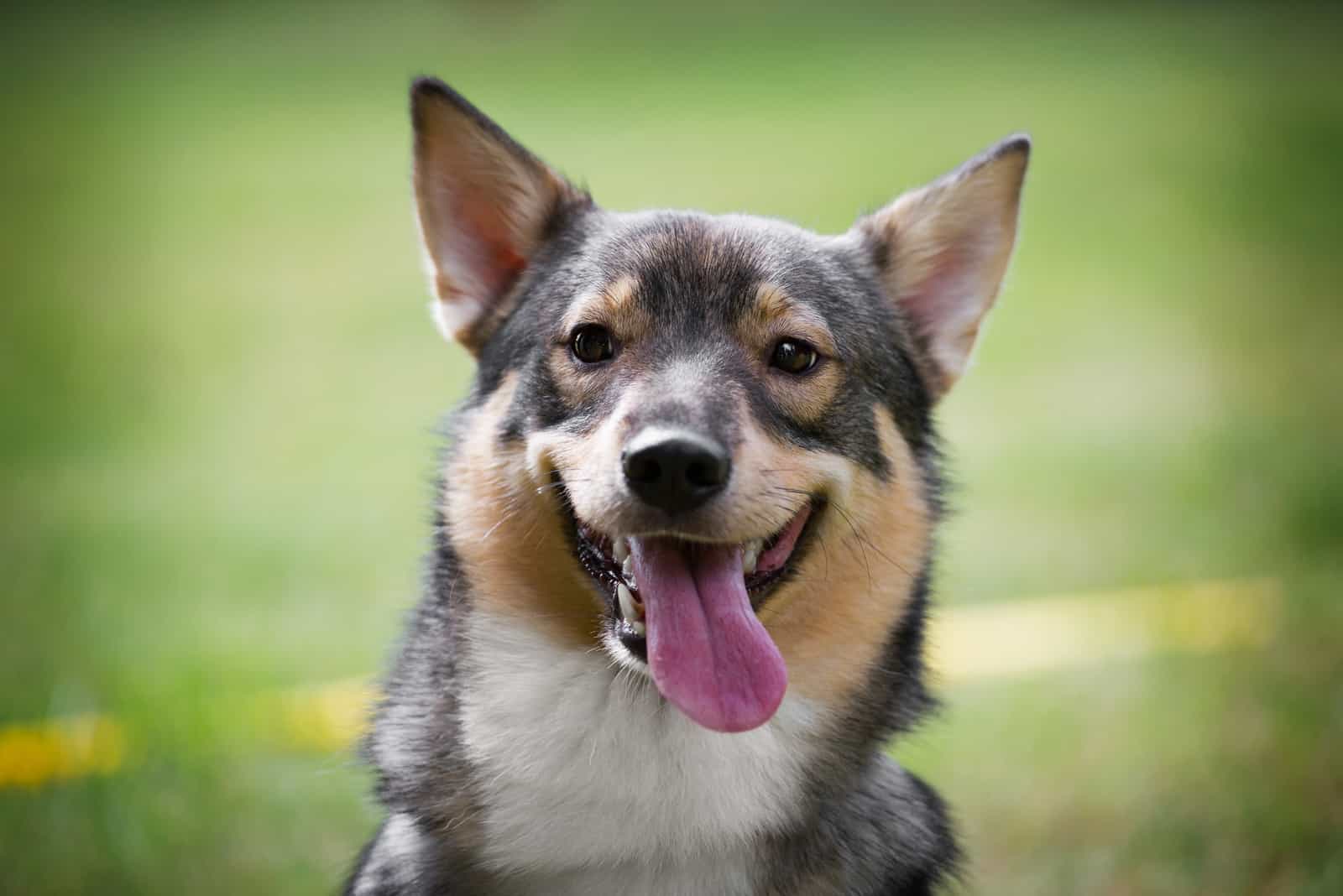 Swedish Vallhund