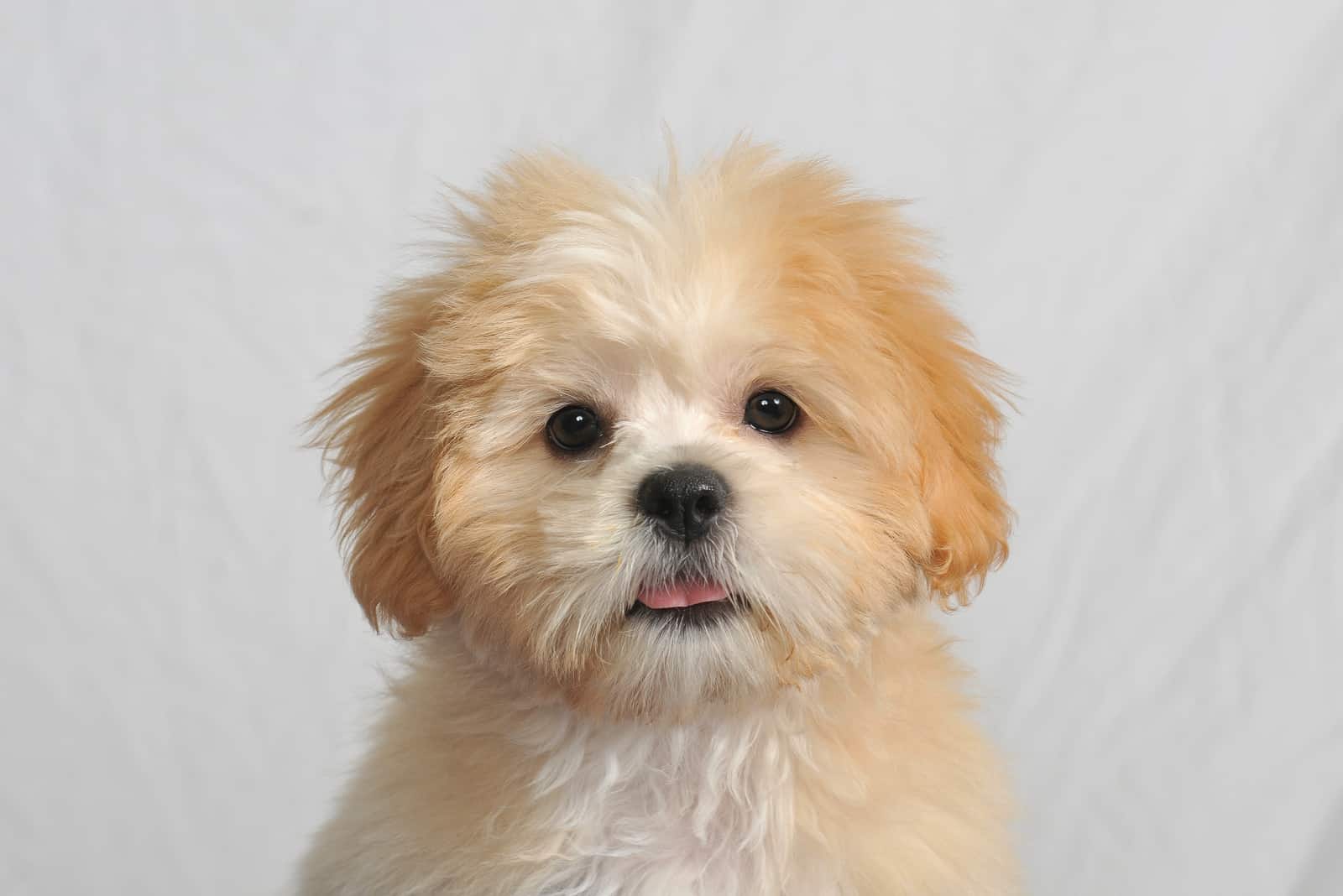 Tan & White Havanese