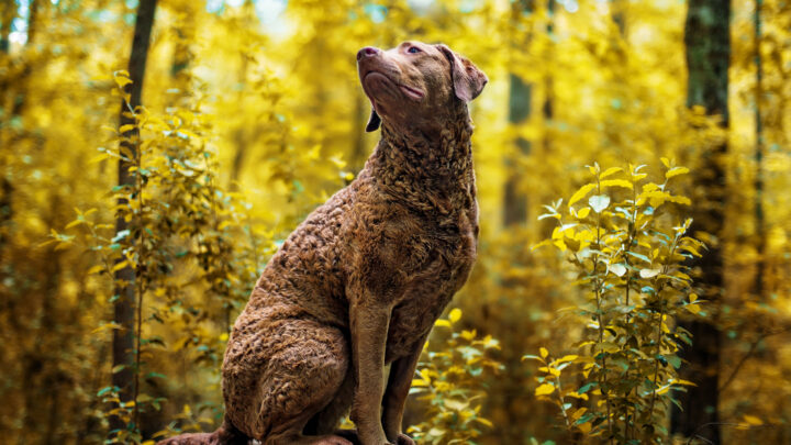 The 10 Best Chesapeake Bay Retriever Breeders In U.S.