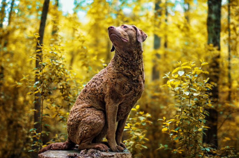Chesapeake Bay Retriever dog