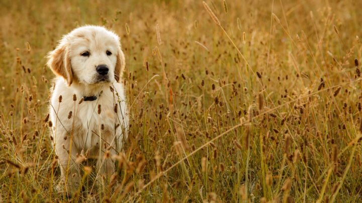 The 12 Best Dog Breeders In Tennessee