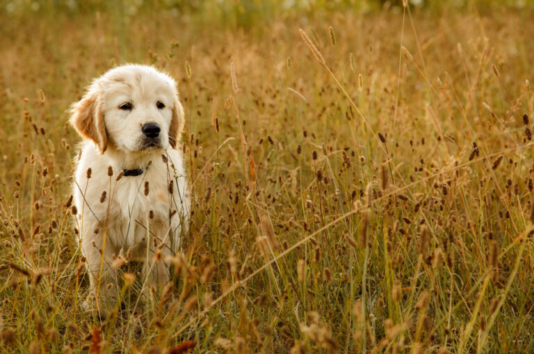 A golden retriever puppy is standing in a field