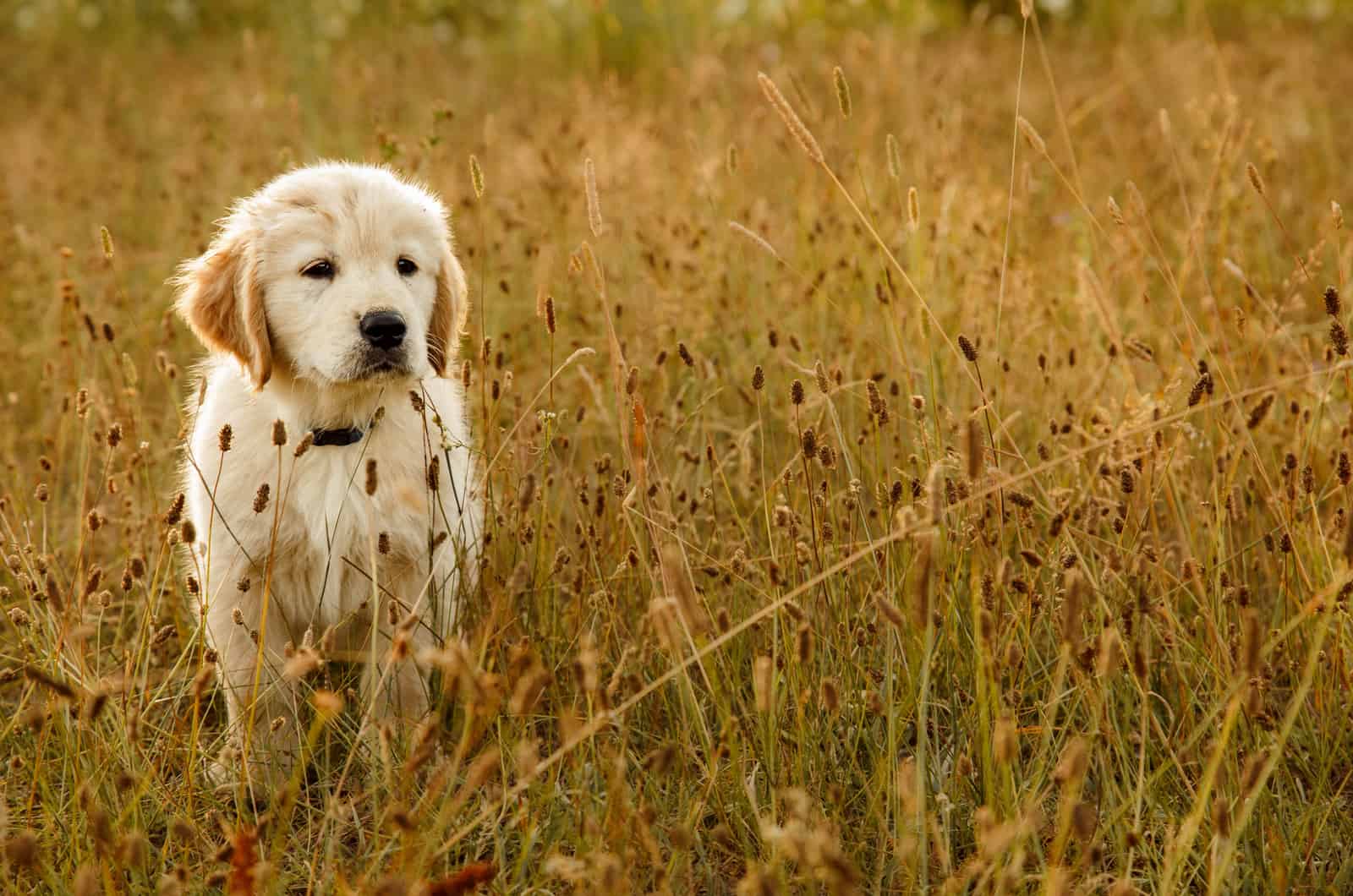 A golden retriever puppy is standing in a field