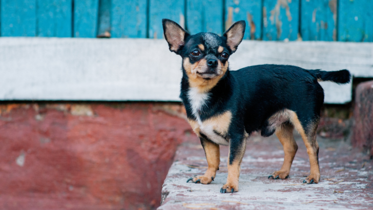The 13 Best Dog Breeders In Canada That You Can 100% Trust