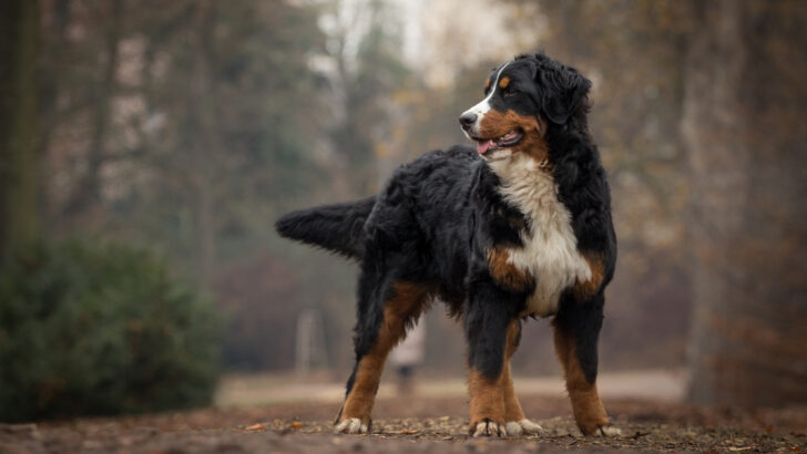 The 3 Bernese Mountain Dog Colors & Markings: An Extensive Guide