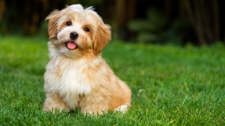 The 30 Cutest Havanese Mixes In Existence – Gotta Pet ‘Em All