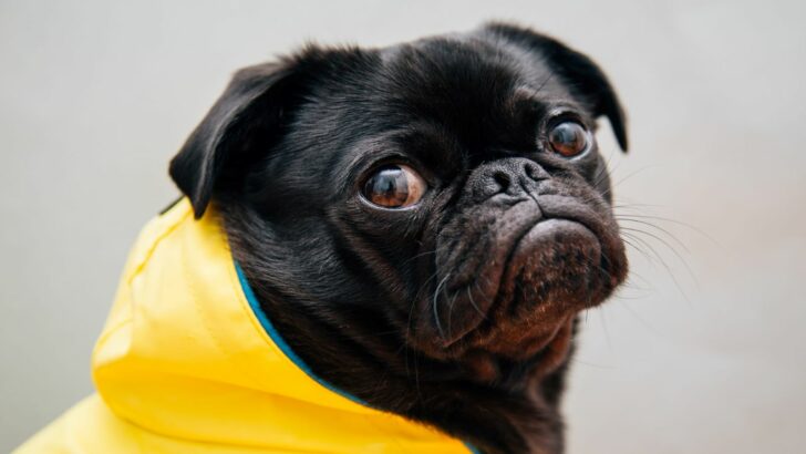 The 37 Dumbest Dog Breeds: Cute But Stupid? Let’s Find Out