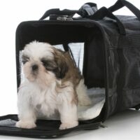 shih tzu dog in crate