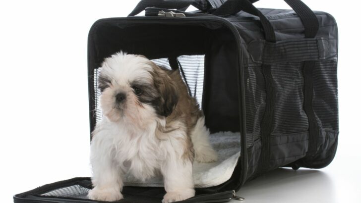 5 Best Dog Crates For Shih Tzus & Tips For First-Time Buyers