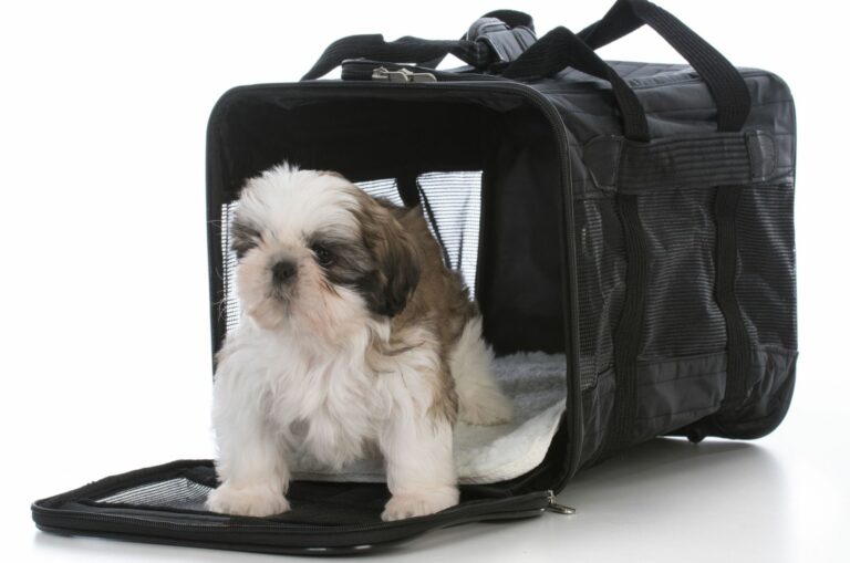 shih tzu dog in crate