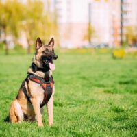 cute Belgian Malinois