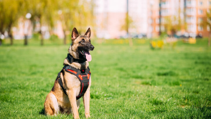 The 8 Healthiest And Best Dog Treats For Belgian Malinois In 2022