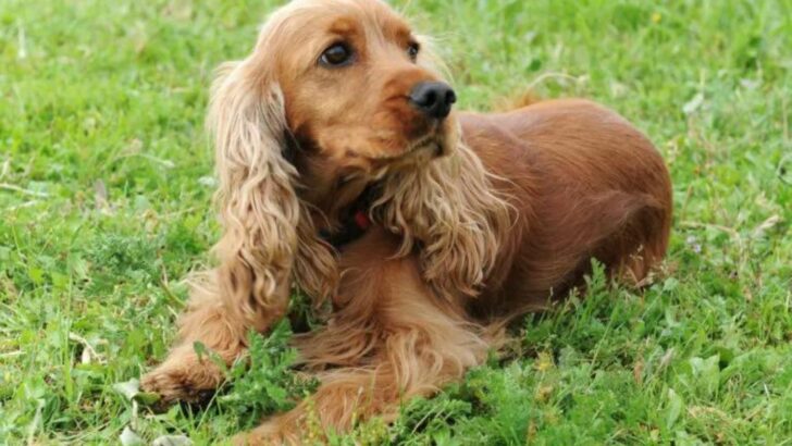 The Boykin Spaniel Colors: Do They Only Come In Brown?