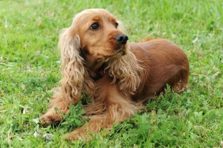 cute Boykin Spaniel