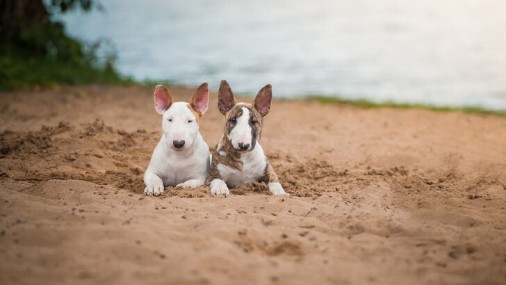 The Bull Terrier Colors You Need To Know About