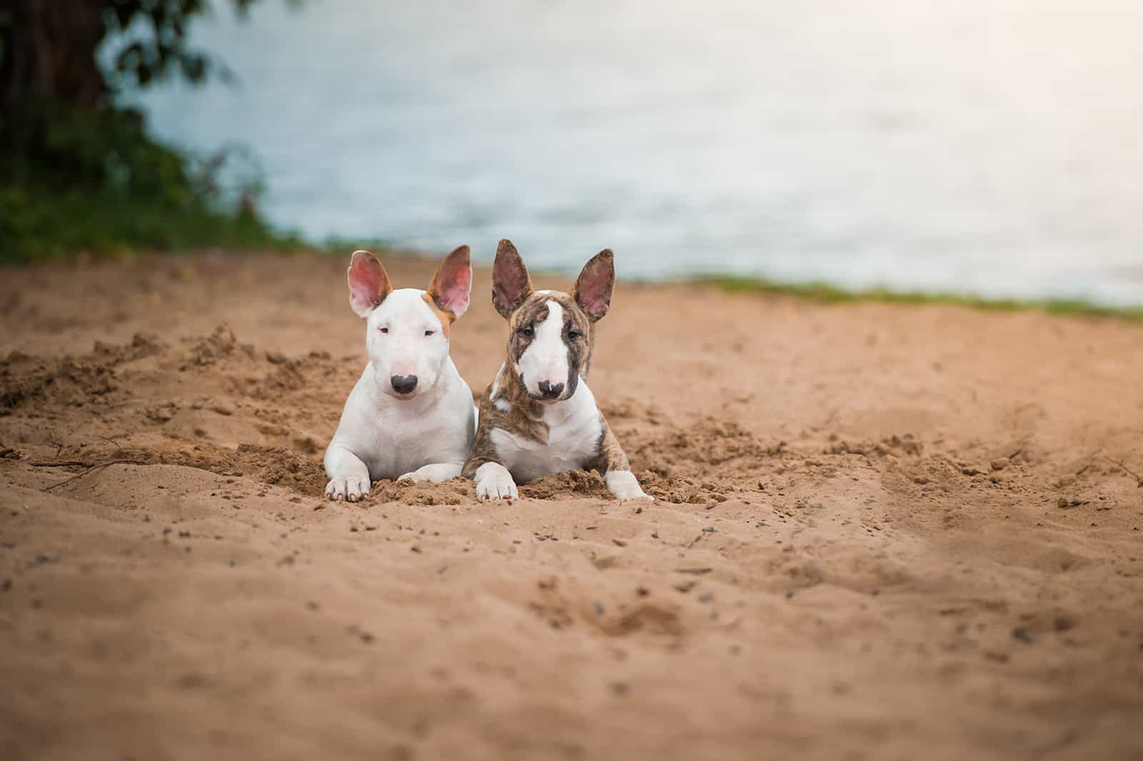 two bull terrier puppies