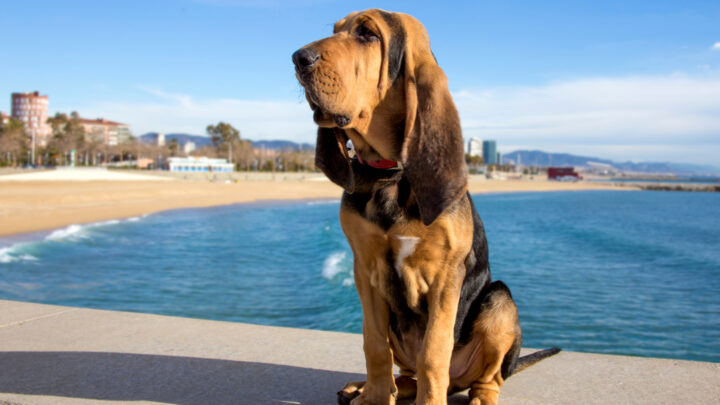 The Complete Guide To 3 Bloodhound Colors