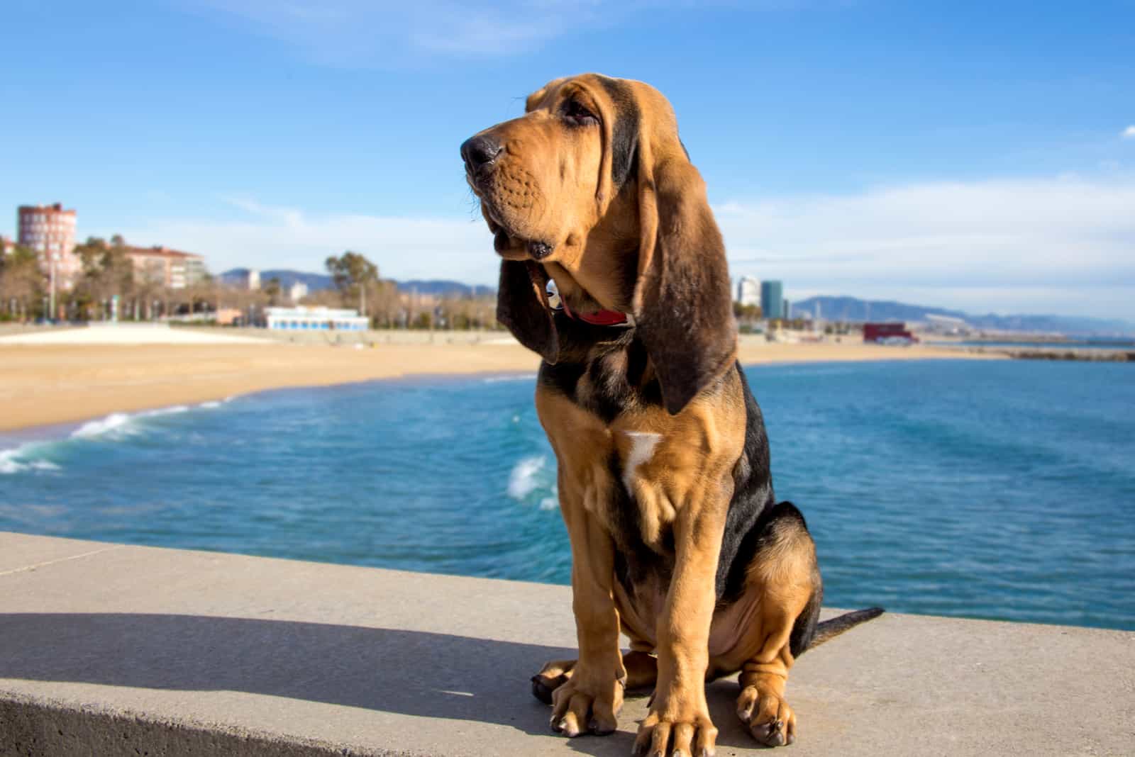 Bloodhound sits by the pool