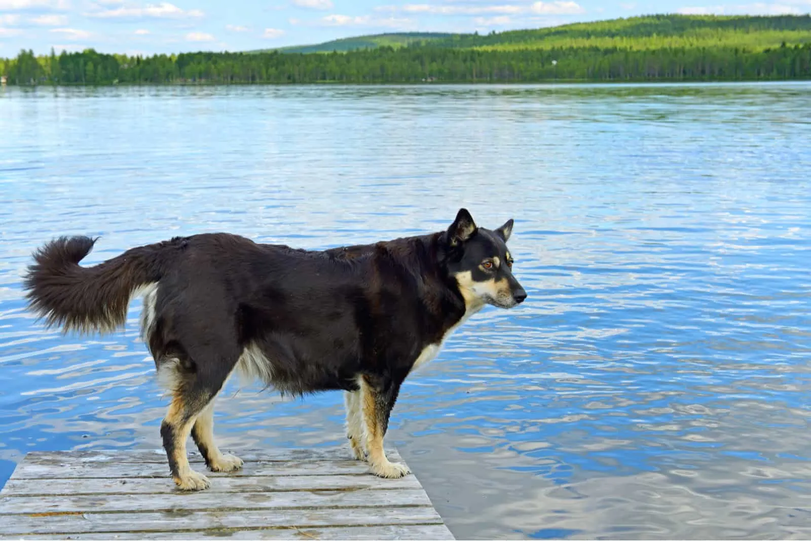 The Lapponian Herder stands on the pier