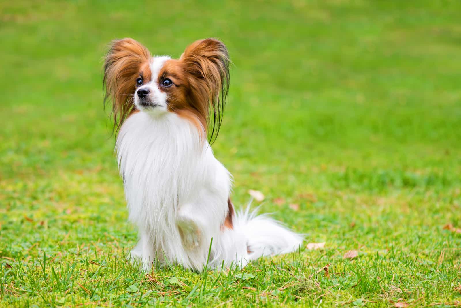 The Papillon sitting on grass