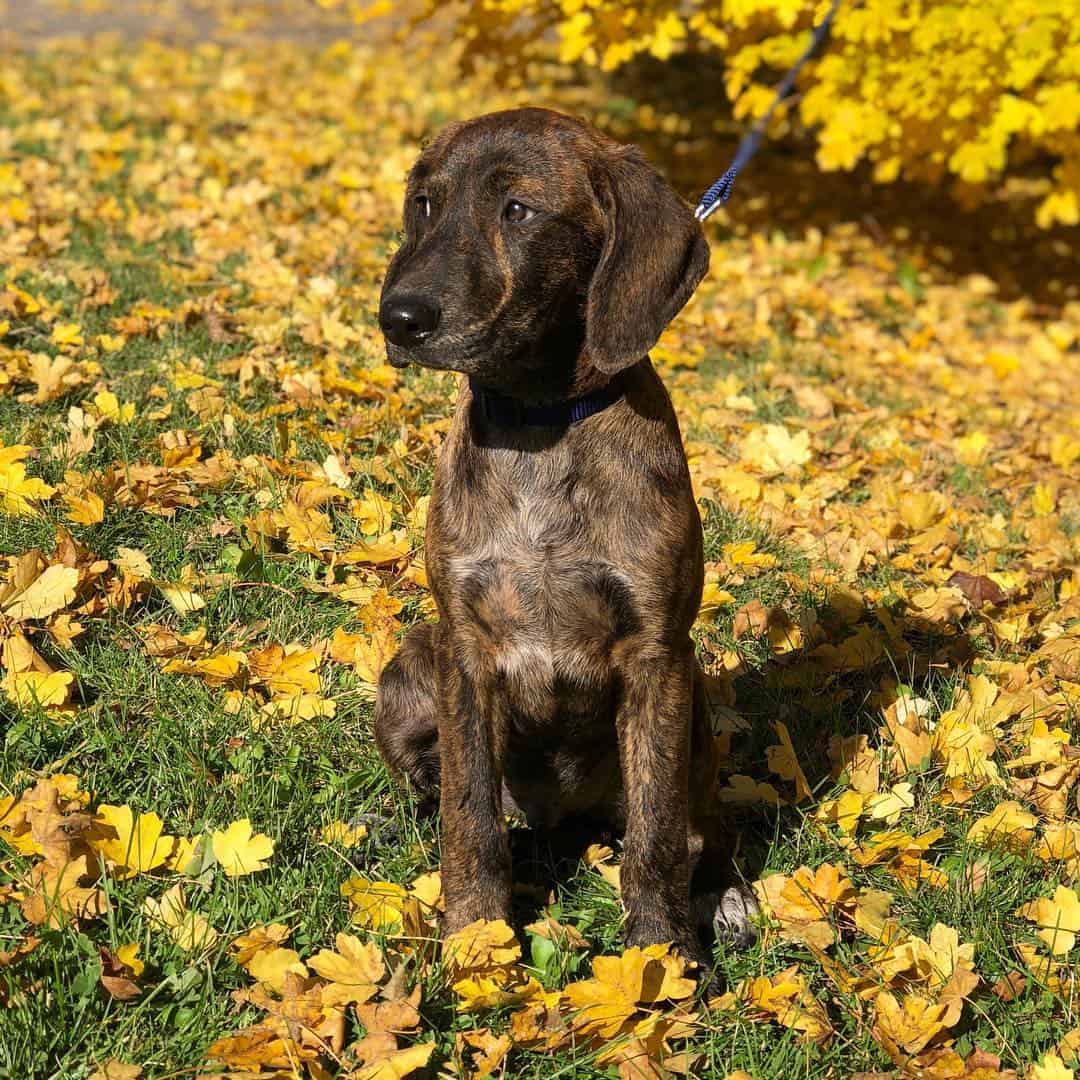 The Plott Hound