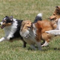 running shetland sheepdogs