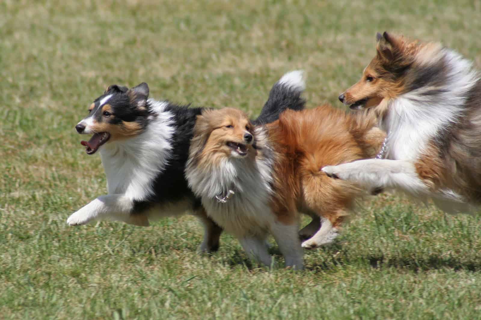 running shetland sheepdogs