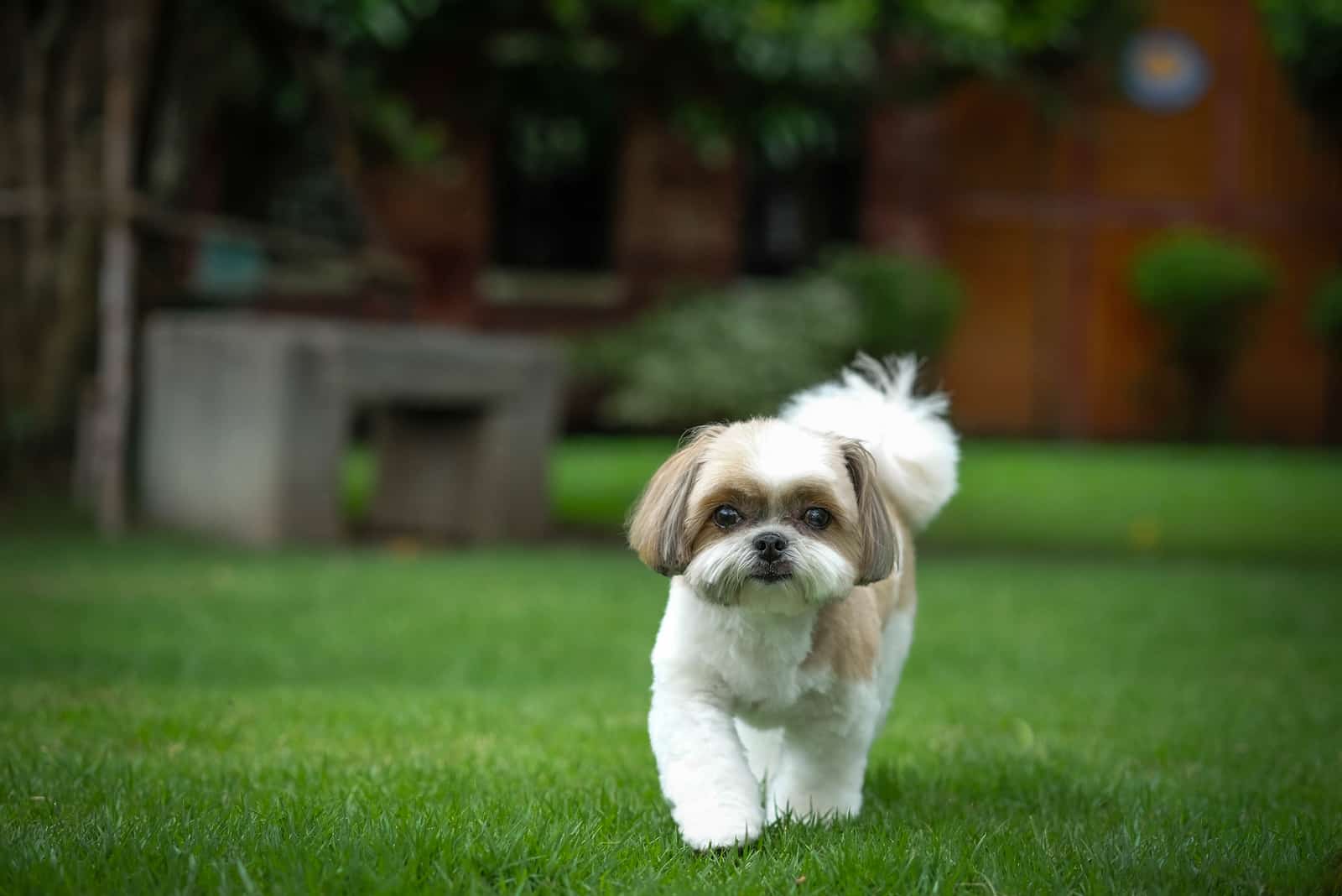 cute shih tzu walking on the grass