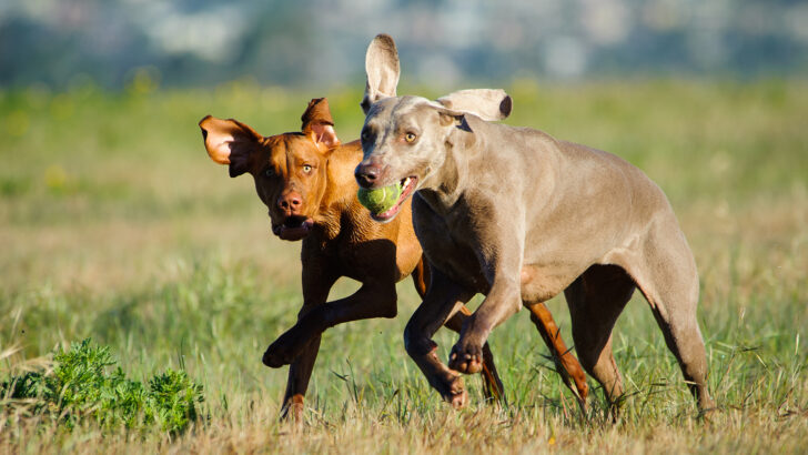 The Vizsla Weimaraner Mix: A Peek Into The Vizmaraner Breed